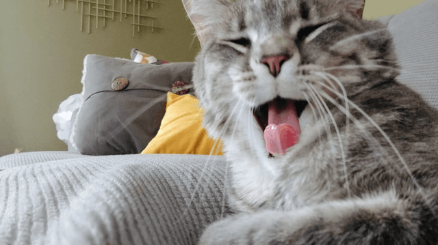 Dấu hiệu bất thường ở pet: Đừng chủ quan!