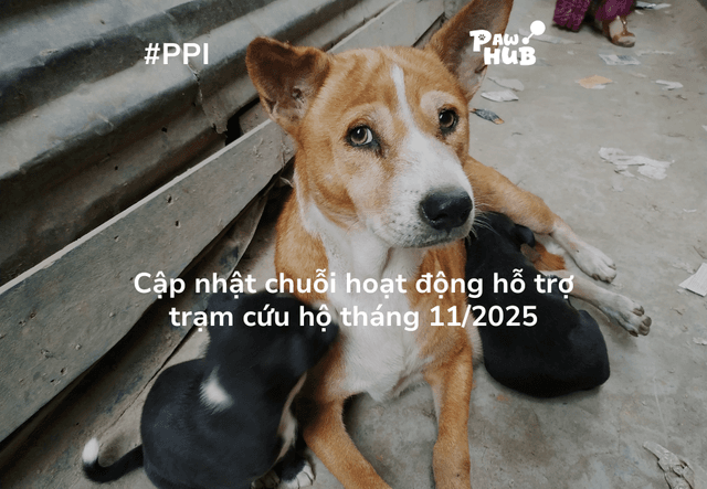 Cập nhật hoạt động #PPI T11/25: Đồng hành cùng trạm cứu hộ thú cưng