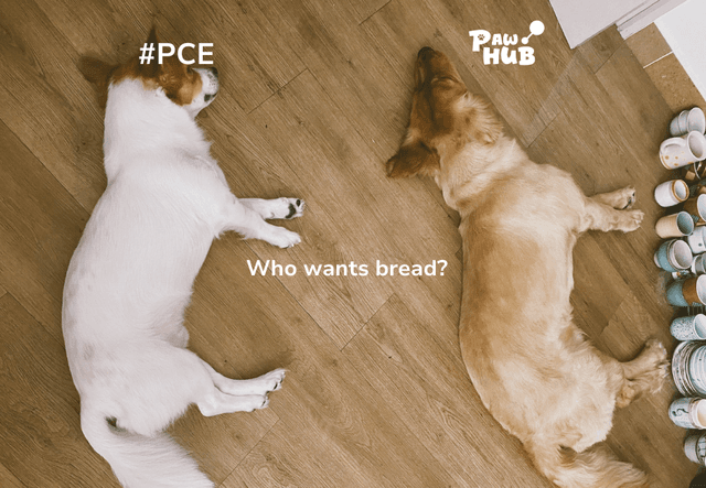 How to recognize dog obesity or excess weight?