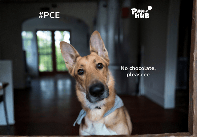Dog eat chocolate: Is it safe for them?