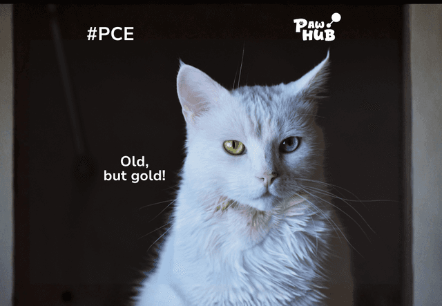 Senior cat care: How to keep them healthy and comfortable
