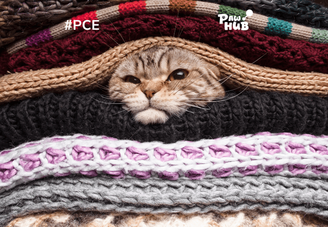 Cách chăm sóc sức khỏe cho mèo vào mùa đông