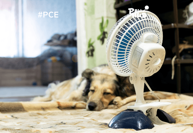 Chó sốc nhiệt vào mùa hè: Cách xử lý và phòng tránh