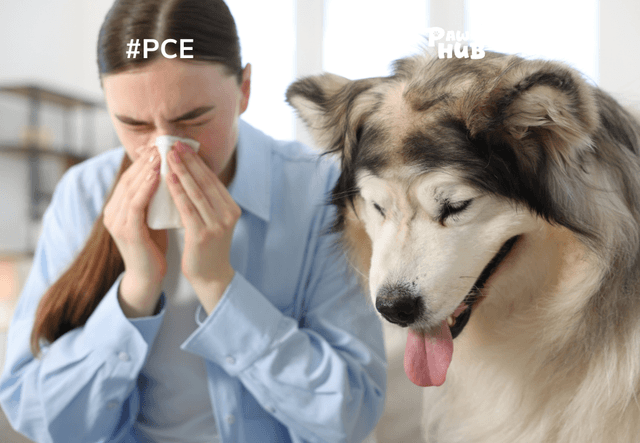 Viêm mũi dị ứng có nuôi chó được không?
