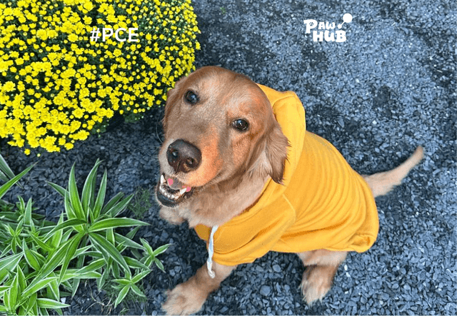 Golden Retriever: Vì sao mỗi nhà nên có một em “gâu đần”?