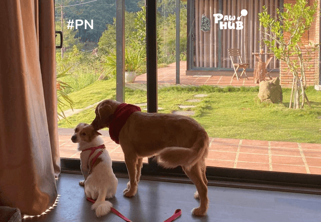 Khách sạn pet-friendly đi chơi hè – Miền Nam