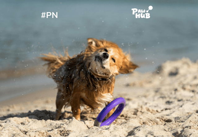 Khách sạn pet-friendly đi chơi hè – Miền Trung