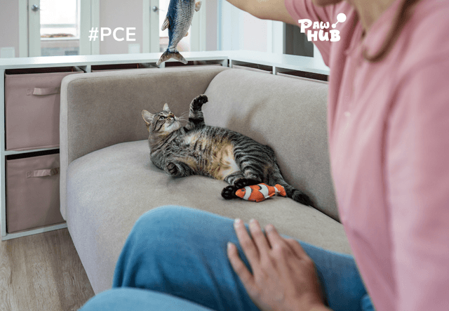 Pet Sitting là gì? Tất tần tật những điều cần biết về dịch vụ chăm sóc thú cưng tại nhà