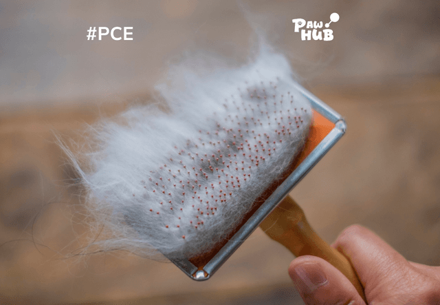 Bí quyết chăm sóc trong mùa mèo rụng lông
