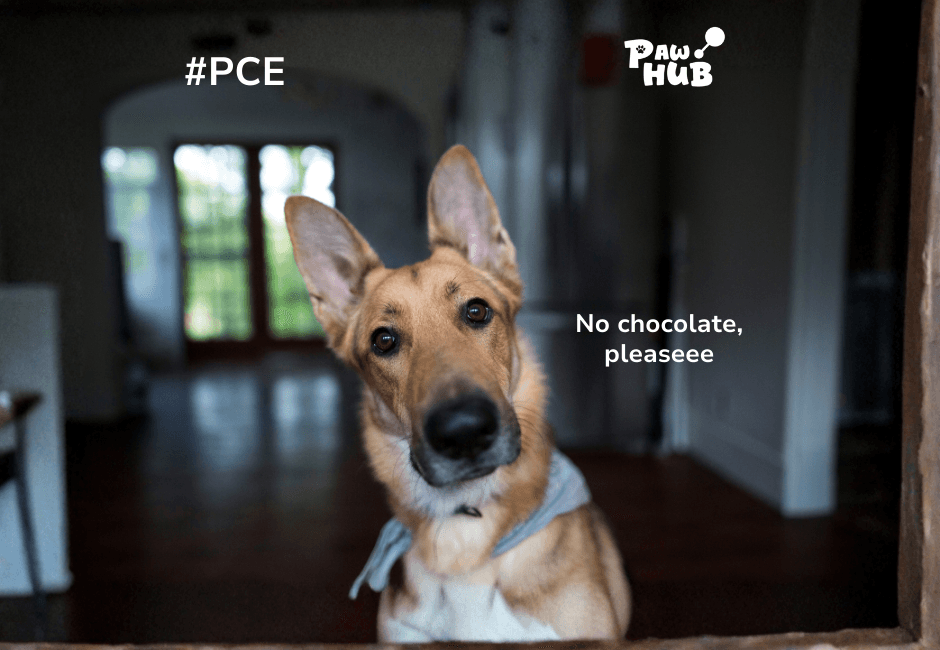 DOG EAT CHOCOLATE: IS IT SAFE FOR THEM?