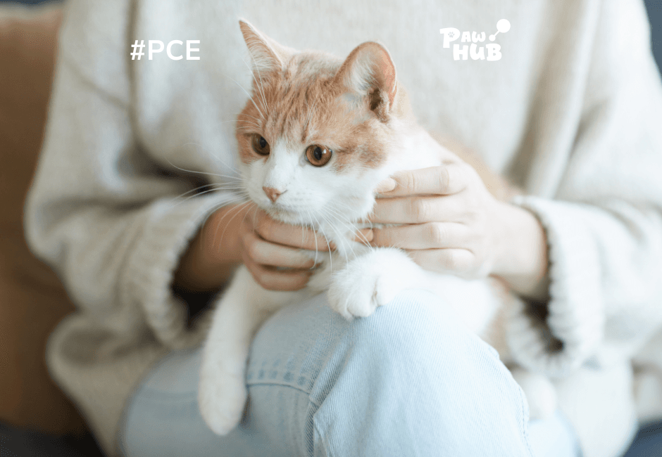 HƯỚNG DẪN CÁCH CHĂM SÓC KHI MÈO ĐẾN THÁNG (HÀNH KINH)